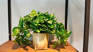 Arranjo Jiboia Artiicial Verde Creme 25cm Para Mesa Decoração